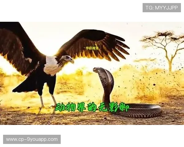 _老鹰快攻犀利，场面火爆不断_，老鹰cg